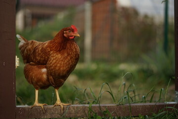 Hens enjoying calm summer evening on farmyard in the sunlight.