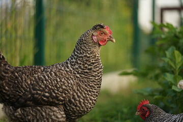 Hens enjoying calm summer evening on farmyard in the sunlight.