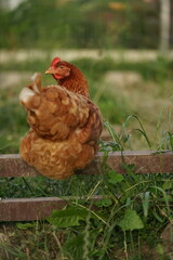 Hens enjoying calm summer evening on farmyard in the sunlight.