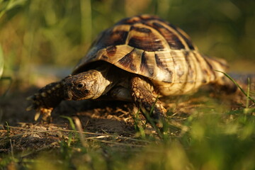 The Hermann's tortoise (Testudo hermanni) closeup on evening summer garden.