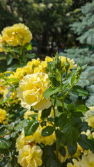 Rose bushes in the city park. Variety of rose varieties and colors.