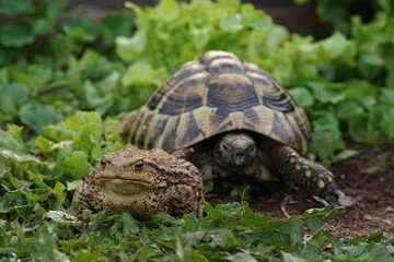 Amphibian meet reptile. European toad (Bufo bufo) with Hermann's tortoise (Testudo hermanni) in the background.