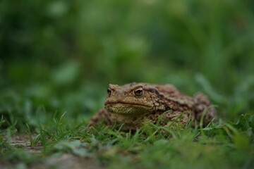 Closeup view of Eruopean toad (Bufo bufo) hunting on evening summer garden.