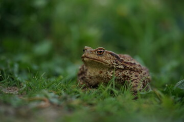 Closeup view of Eruopean toad (Bufo bufo) hunting on evening summer garden.