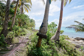 Beautiful Tropical Island Beach with Palm Trees and Clear Blue Skies