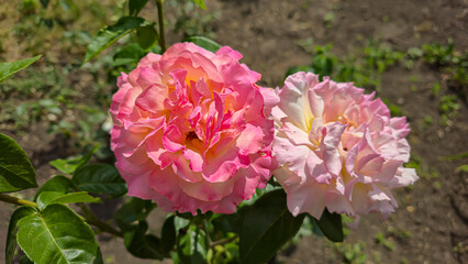Rose bushes in the city park. Variety of rose varieties and colors.