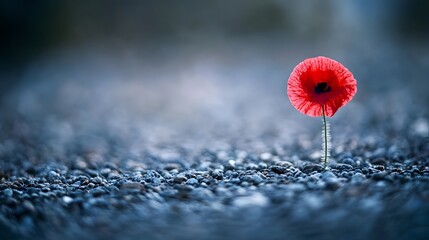 Single Red Poppy Flower on Gravel Road, Nature Photography