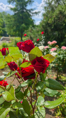Rose bushes in the city park. Variety of rose varieties and colors.