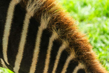 Zebra fur close-up with black and white stripes in sunlight, animal skin texture, natural pattern...