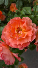 Rose bushes in the city park. Variety of rose varieties and colors.