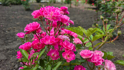 Fototapeta premium Rose bushes in the city park. Variety of rose varieties and colors.