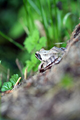 frog on a branch