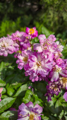 Obraz premium Rose bushes in the city park. Variety of rose varieties and colors.