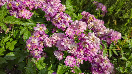 Rose bushes in the city park. Variety of rose varieties and colors.