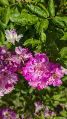 Rose bushes in the city park. Variety of rose varieties and colors.