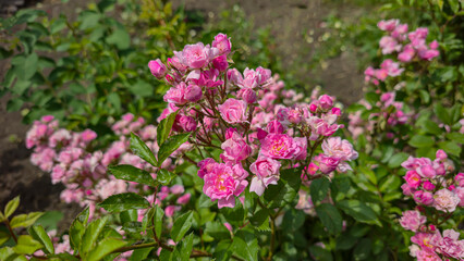 Rose bushes in the city park. Variety of rose varieties and colors.