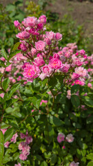 Rose bushes in the city park. Variety of rose varieties and colors.