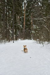 An adorable corgi is sitting in the snow, showcasing its playful spirit and bright, joyful expression