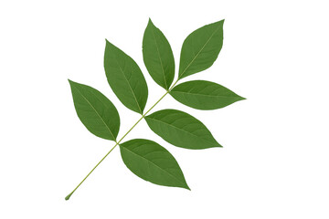 Fototapeta premium Pinnately compound leaf with transparent background, perfect for graphic design projects related to nature