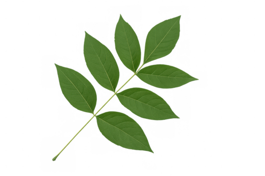 Pinnately compound leaf with transparent background, perfect for graphic design projects related to nature