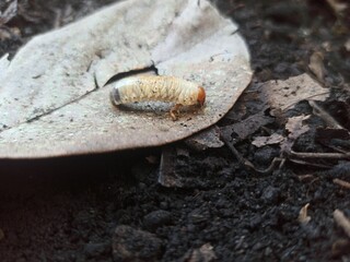 White larvae or earthworms, white in color with a brown head,
Their bodies are usually curved in a C shape
