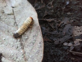 White larvae or earthworms, white in color with a brown head,
Their bodies are usually curved in a...