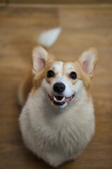 An adorable and joyful corgi with a delightful expression, perfect for all pet lovers and animal enthusiasts alike
