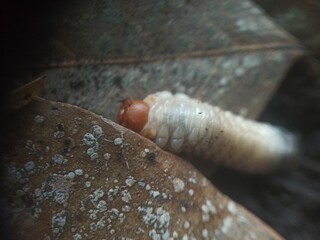 White larvae or earthworms, white in color with a brown head,
Their bodies are usually curved in a C shape