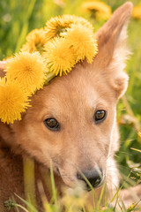 A lovely red puppy among yellow dandelions and luscious green grass. Dog with big ears