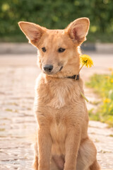 A lovely red puppy among yellow dandelions and luscious green grass. Dog with big ears