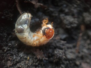 White larvae or earthworms, white in color with a brown head,
Their bodies are usually curved in a C shape