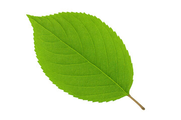 Green leaf with detailed venation isolated on a transparent background, perfect for nature-themed projects