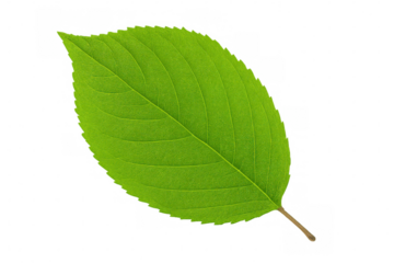 Green leaf with detailed venation isolated on a transparent background, perfect for nature-themed projects