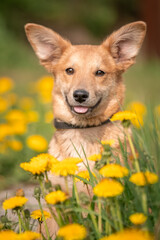 A lovely red puppy among yellow dandelions and luscious green grass. Dog with big ears