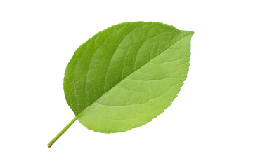 Vibrant green leaf with visible veins isolated on a transparent background, perfect for nature-themed projects