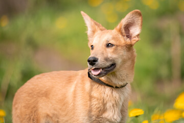 A lovely red puppy among yellow dandelions and luscious green grass. Dog with big ears
