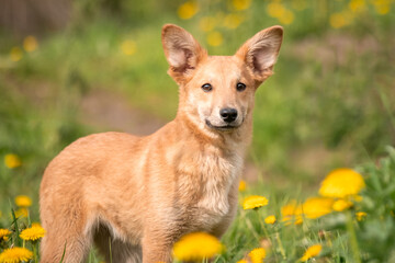 A lovely red puppy among yellow dandelions and luscious green grass. Dog with big ears