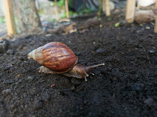A large reddish brown land snail with a reddish brown shell crawls on the damp soil in a park or garden area.