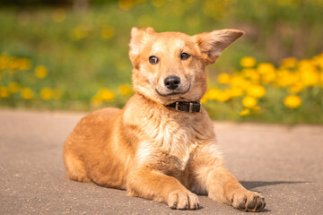 A lovely red puppy among yellow dandelions and luscious green grass. Dog with big ears