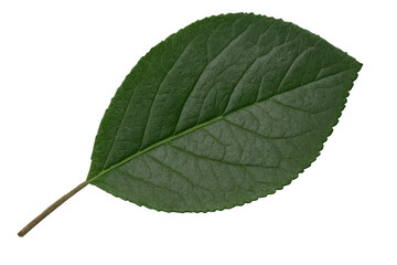 Obraz premium Realistic green leaf with stem, isolated on a transparent background, perfect for nature-themed designs