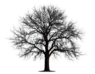 Tree Without Leaves – Winter Bare Branch Tree