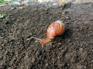 A large reddish brown land snail with a reddish brown shell crawls on the damp soil in a park or garden area.