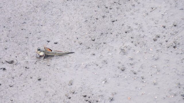 Exotic animals. Mudskipper, walking goby (Periophthalmus) fish feed in the mud after low tide. Mangrove forest. Java Island, Swollen cheek pouches and attacking a competitor, blow out one's cheeks