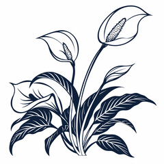 black and white peace lilies