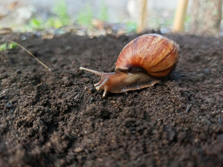 A large reddish brown land snail with a reddish brown shell crawls on the damp soil in a park or garden area.