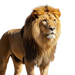 Obraz premium Majestic Male Lion Portrait Displaying Powerful Presence on Dark Background