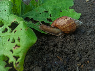 A large brown land snail with a brown shell crawls on a green leaf that has a hole in the damp soil.