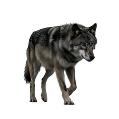 Fototapeta premium Captivating solitary wolf portrait displaying distinctive features on a dark backdrop
