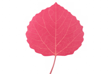 Pink leaf isolated on transparent background, showcasing intricate vein details, perfect for nature-themed projects