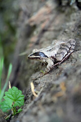 frog on a tree